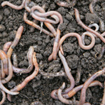 Earthworms in RhinoVermi Vermi bed